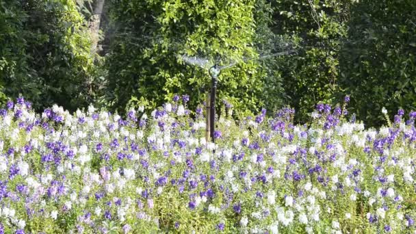 Blumen gießen. — Stockvideo