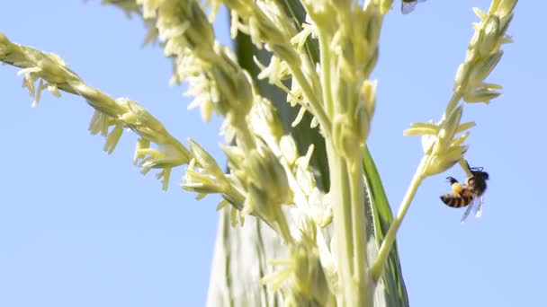 Μέλι bee εργαζόμενος. — Αρχείο Βίντεο