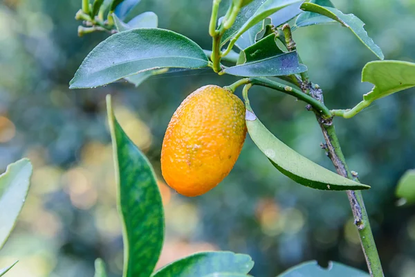 Kumquat. — Stock Photo, Image