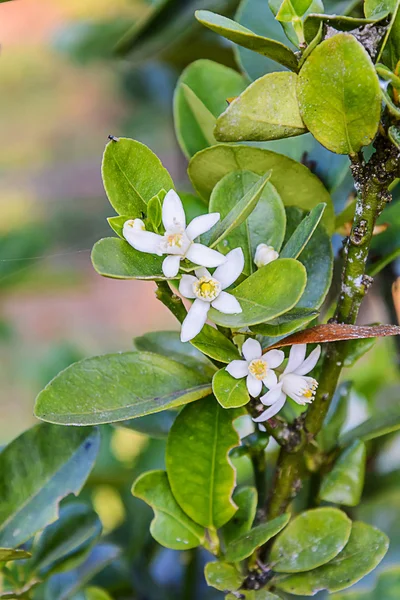 Fiore di Kumquat — Foto Stock