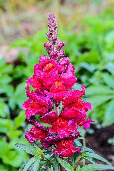 Antirrhinum majus flower. — Stock Photo, Image