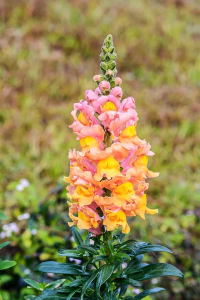 Antirrhinum majus flower. — Stock Photo, Image