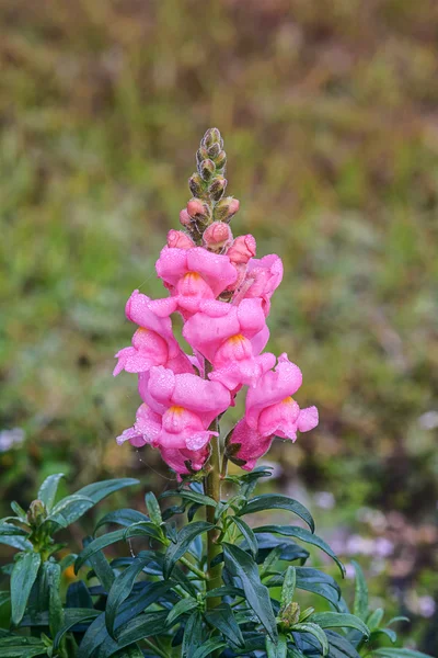 Antirrhinum majus flower. — Stock Photo, Image