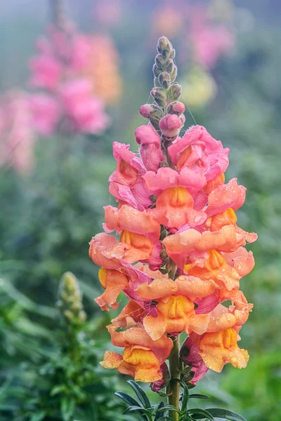 Antirrhinum majus flower. — Stock Photo, Image