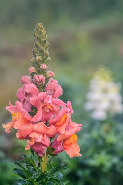 Antirrhinum majus flower. — Stock Photo, Image