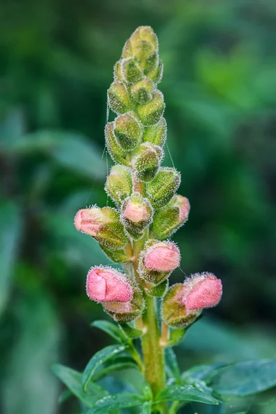 Antirrhinum majus flower. — Stock Photo, Image