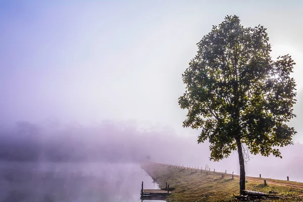 Lonely tree. — Stock Photo, Image