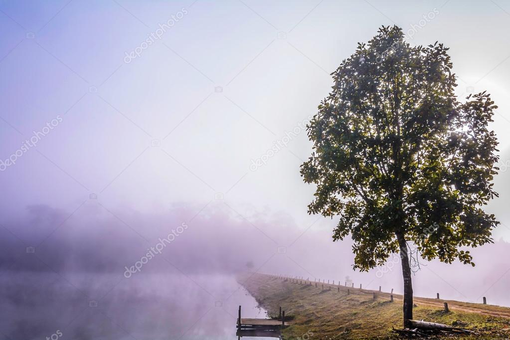 Lonely tree.