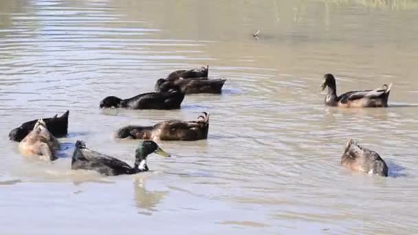 Patos forrageiro . — Vídeo de Stock