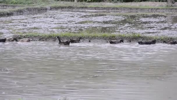 Ducks foraging. — Stock Video