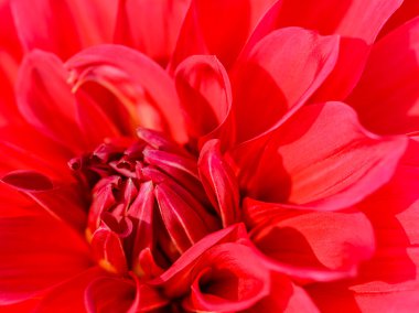 kırmızı yıldız çiçeği.