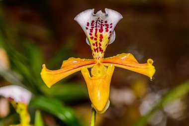 Paphiopedilum orkide.