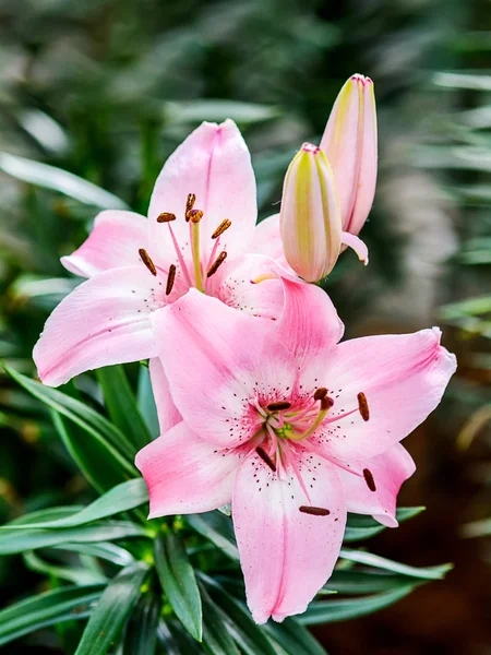 Lily Květina. — Stock fotografie