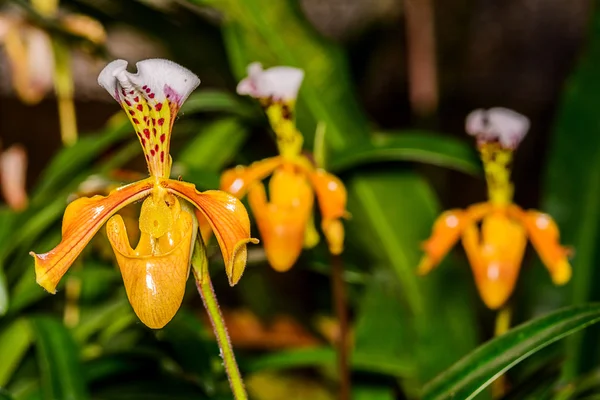 Orchidej Paphiopedilum. — Stock fotografie