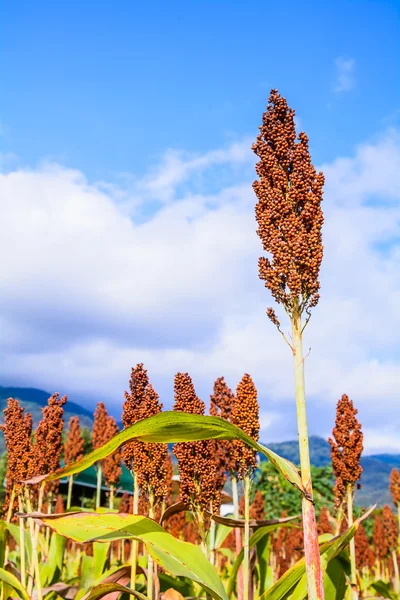 Sorgo . — Fotografia de Stock