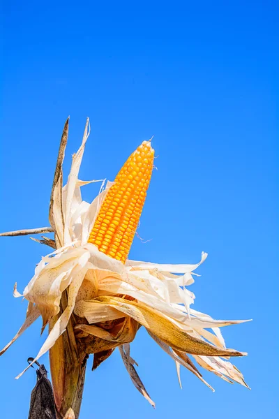 Osivo kukuřice. — Stock fotografie