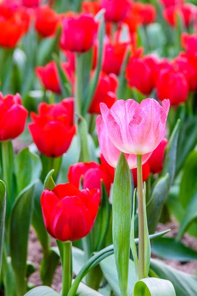 Tulipanes. —  Fotos de Stock