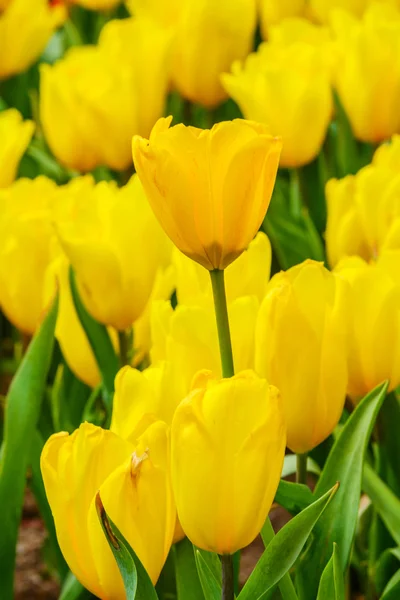 Tulipanes. —  Fotos de Stock