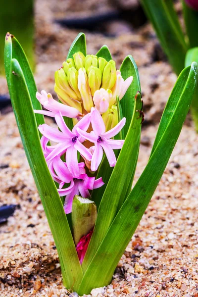 Pembe sümbül çiçek. — Stok fotoğraf