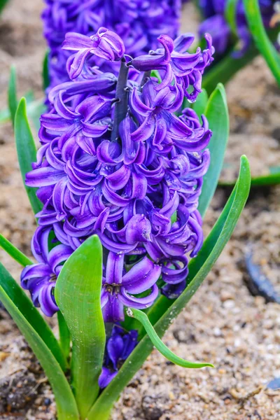 Flor de jacintos púrpura . —  Fotos de Stock
