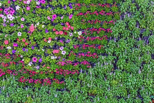 Стена цветов . — стоковое фото