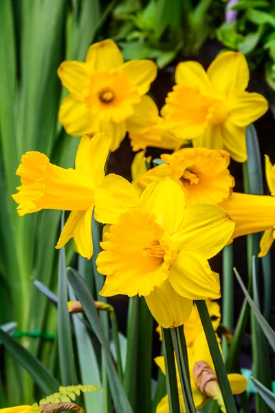 Žlutý Narcis. — Stock fotografie