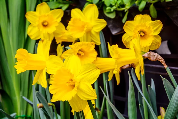 Narciso amarillo . —  Fotos de Stock