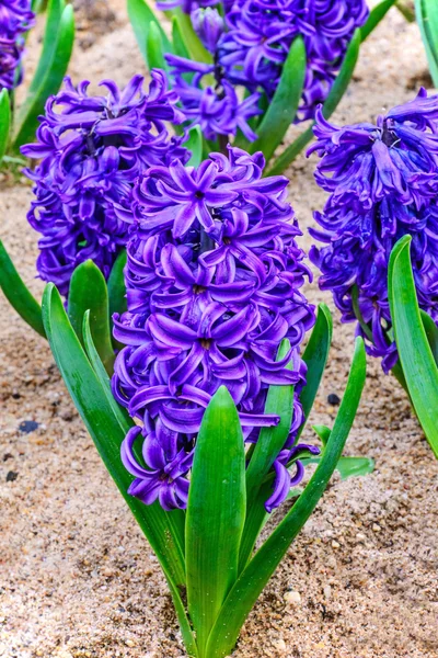 Фиолетовые гиацинты . — стоковое фото