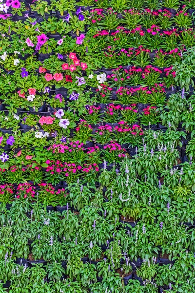 花の壁. — ストック写真