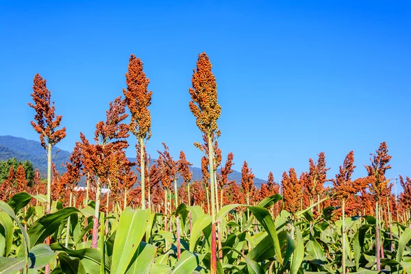 Sorgo . — Fotografia de Stock