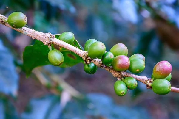 Granulato di caffè . — Foto Stock