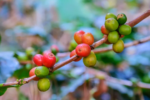 Granulato di caffè . — Foto Stock