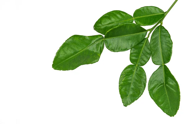 Leaf of bergamot. — Stock Photo, Image