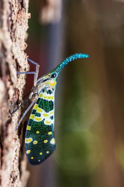 Lanternfly.