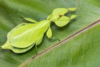 Leaf Insect. clipart