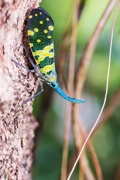 Lanternfly. — Stock Photo, Image