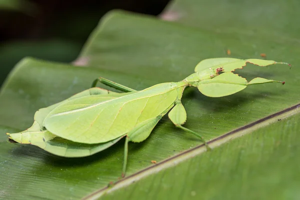 Leaf Insect. — Stock Photo, Image