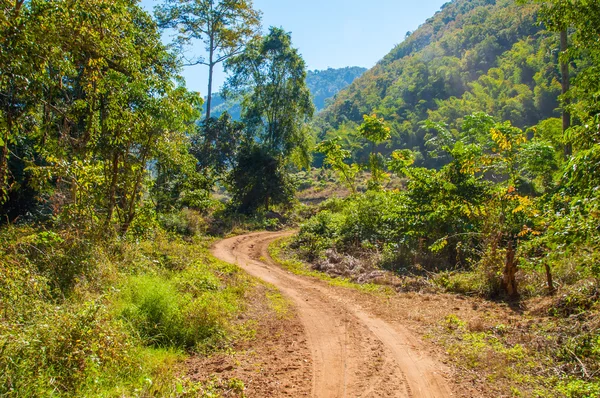 Road in forest. — Stock Photo, Image