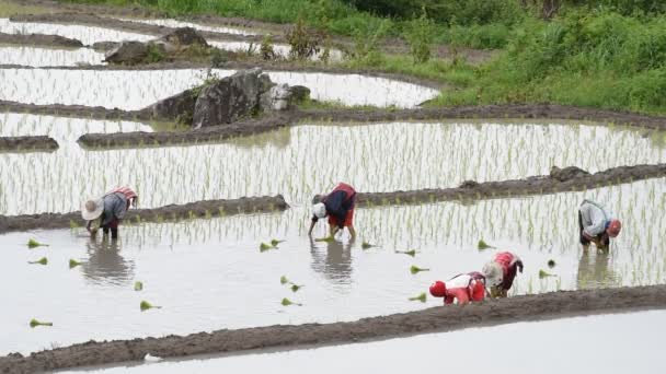 Plántulas de arroz campesino . — Vídeo de stock