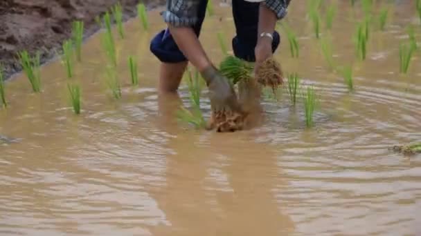 Farmář rýže sazenice. — Stock video