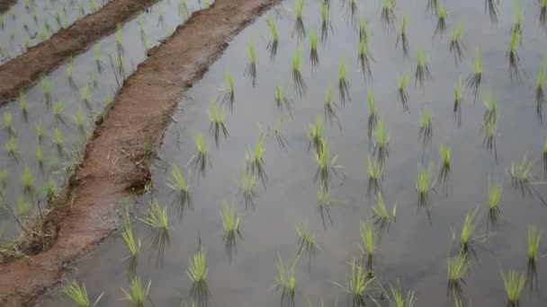 Arroz con terraza . — Vídeo de stock