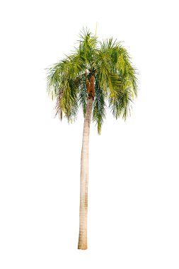 Palmiye ağacı izole.