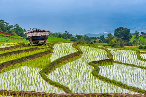 Rice terraced. — Stock Photo, Image