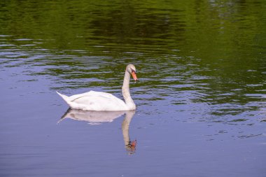 Beyaz Kuğu ya da Dilsiz Kuğu (