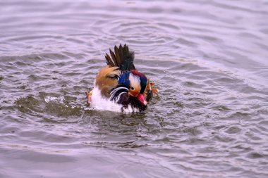 Erkek bir mandalina ördeği, Aix galericulata gölette, suyu sıçrıyor. Doğa habitatında renkli bir drake. 
