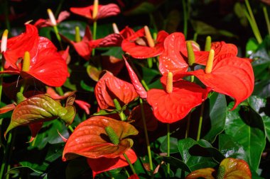 Bahçede açan Kırmızı Flamingo Çiçeği veya Andraeanum Andraeanum Çiçeği. Araceae ailesi. Açık havada, ışık altında çekilmiş bir çiçek..