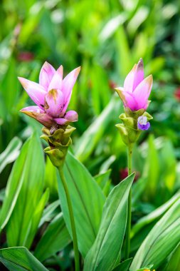 Curcuma alismatifolia.