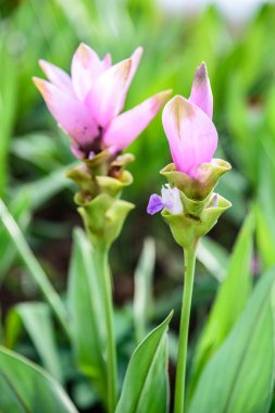 Curcuma alismatifolia.