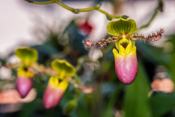 Krásný paphiopedilum orchidej. — Stock fotografie