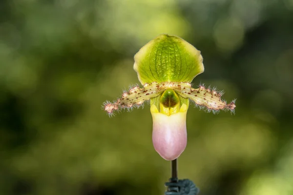 Bela orquídea de Paphiopedilum . — Fotografia de Stock